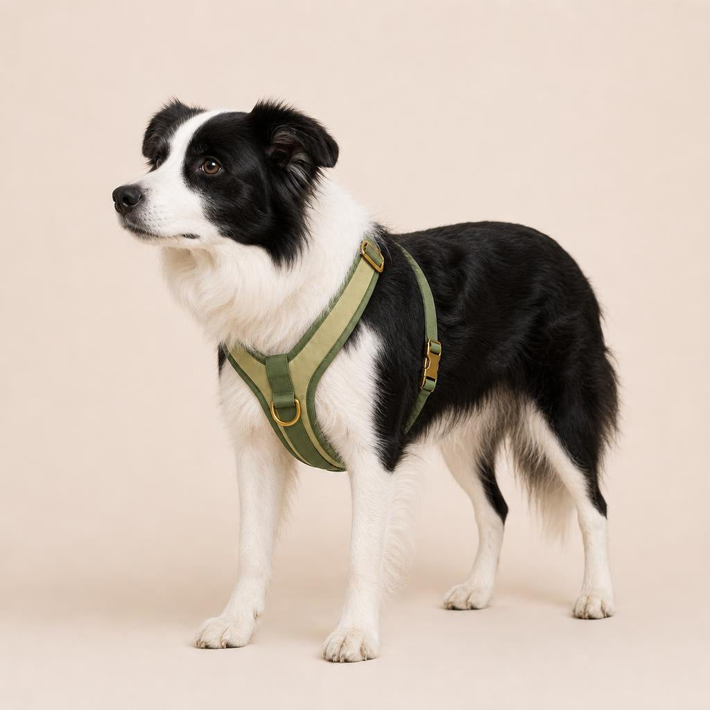 Border collie llevando puesto el arnés en Y Matcha