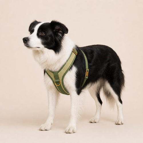 Border collie llevando puesto el arnés en Y Matcha